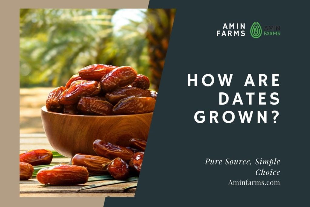 How Are Dates Grown
