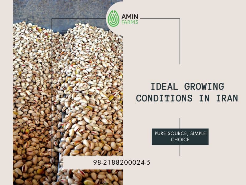 Ideal Growing Conditions in Iran