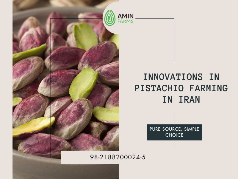 Innovations in Pistachio Farming in iran