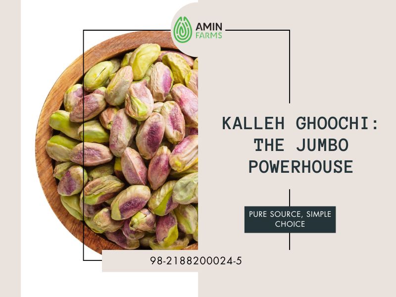 Kalleh Ghoochi The Jumbo Powerhouse