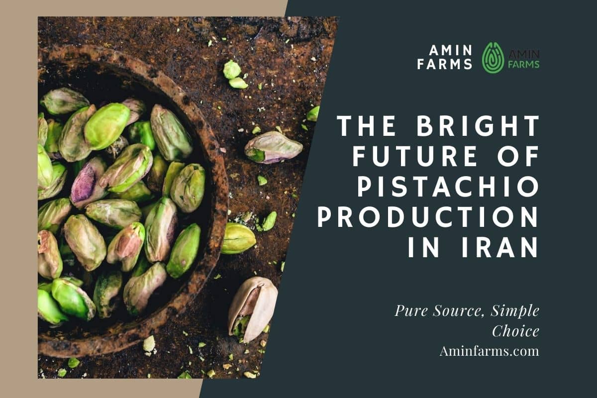 Pistachio Production in Iran