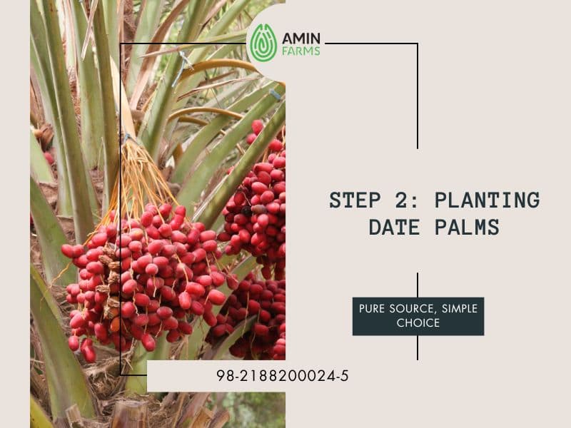 Planting Date Palms
