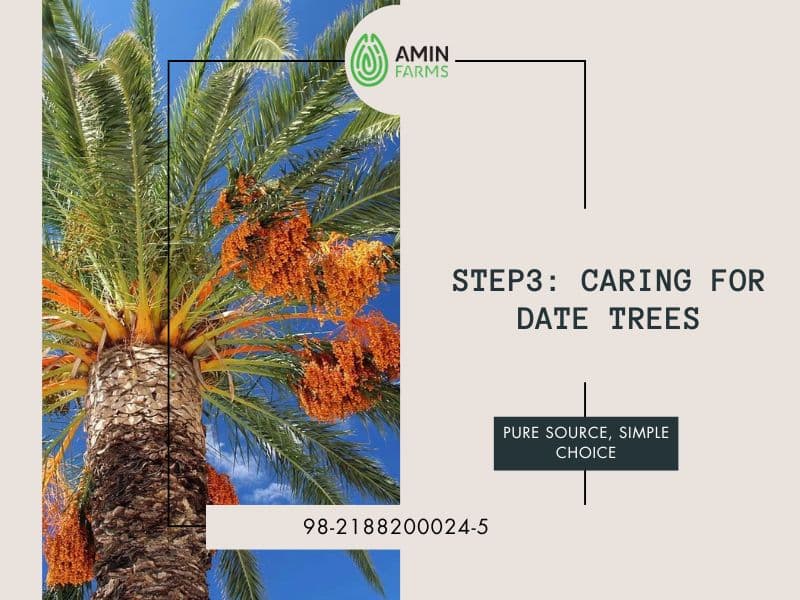Caring for Date Trees