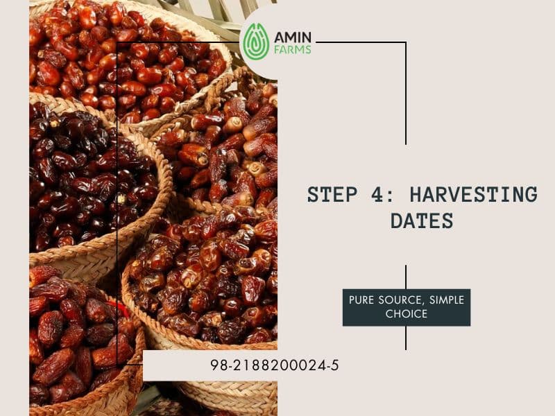 Harvesting Dates