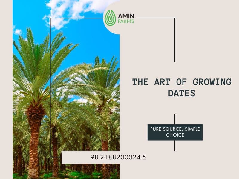 The Art of Growing Dates