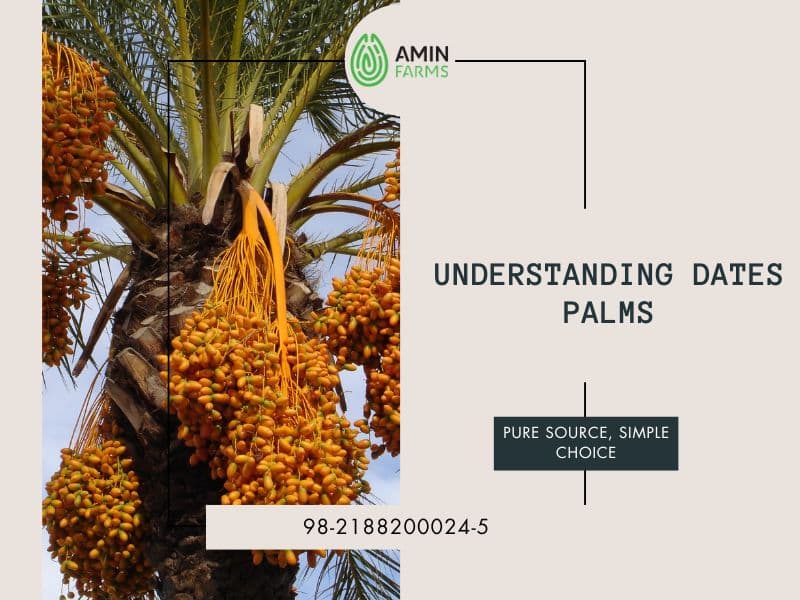 Understanding Dates Palms