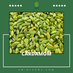 Cardamom