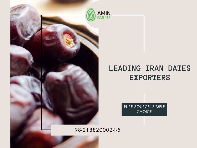 Leading Iran Dates Exporters