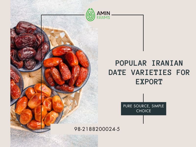 Popular Iranian Date Varieties for Export
