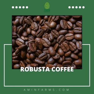 Robusta coffee