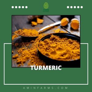 Turmeric