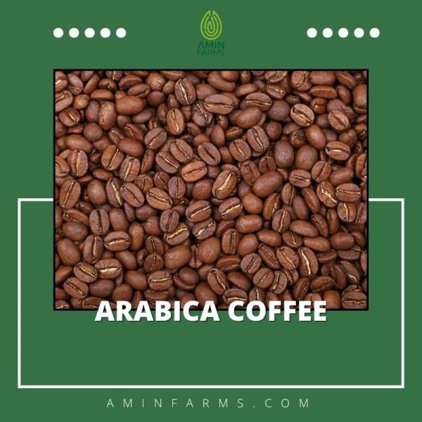 Arabica Coffee