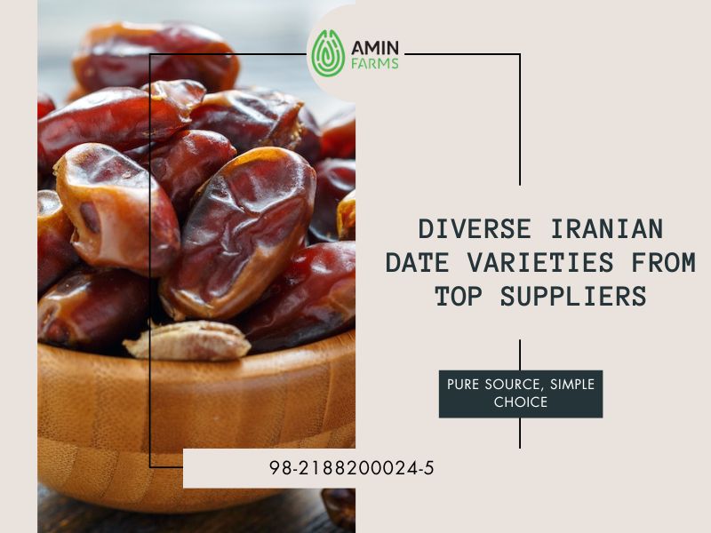 Diverse Iranian Date Varieties from Top Suppliers