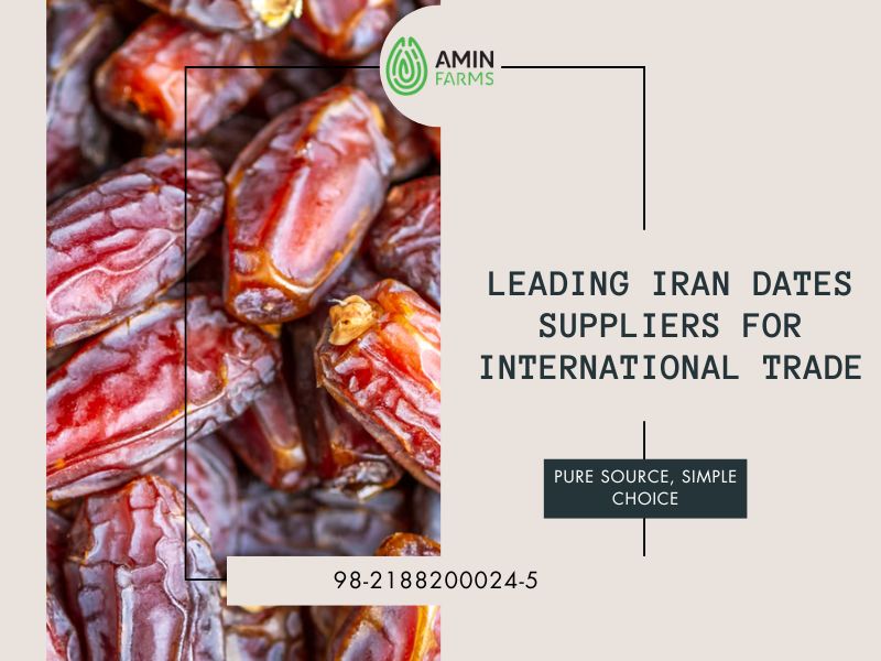 Leading Iran Dates Suppliers for International Trade