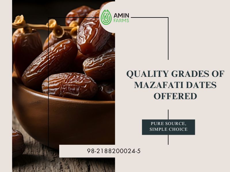 Quality Grades of Mazafati Dates Offered
