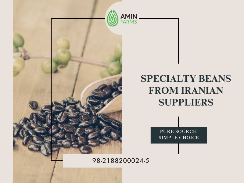 Specialty Beans from Iranian Suppliers