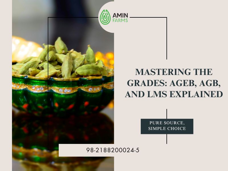 Mastering the Grades AGEB, AGB, and LMS Explained