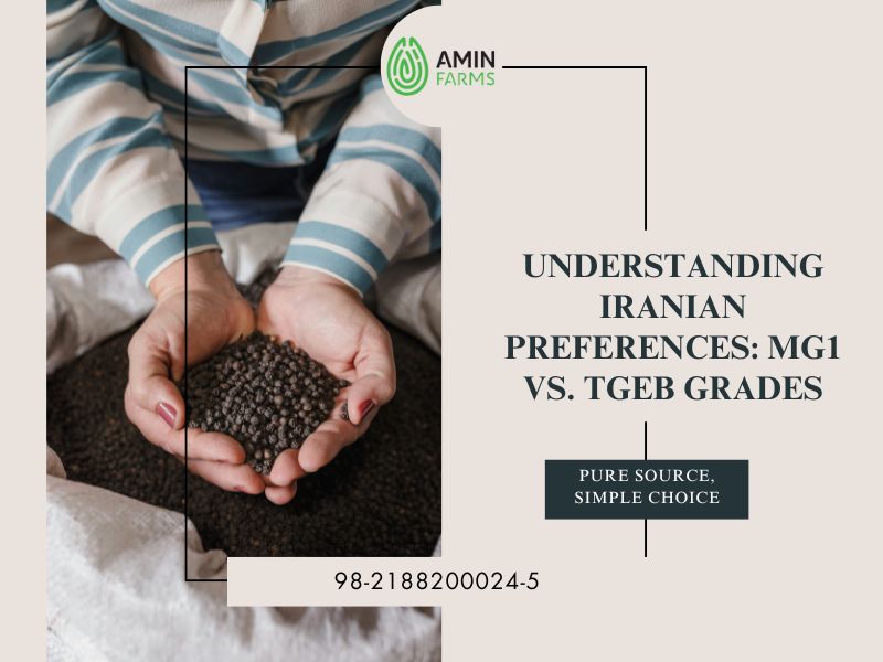 Understanding Iranian Preferences MG1 vs. TGEB Grades