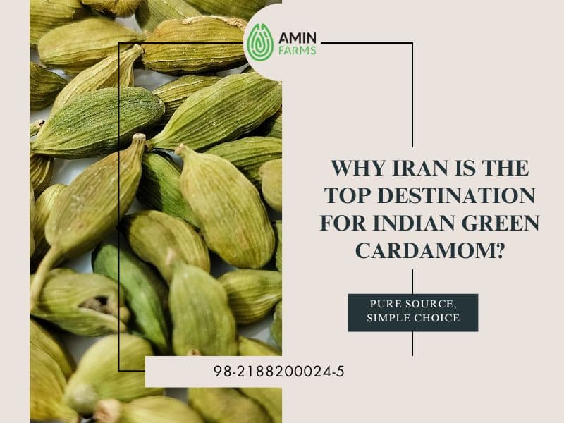 Why Iran is the Top Destination for Indian Green Cardamom