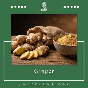 ginger