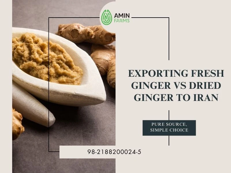 Exporting Fresh Ginger vs Dried Ginger to Iran