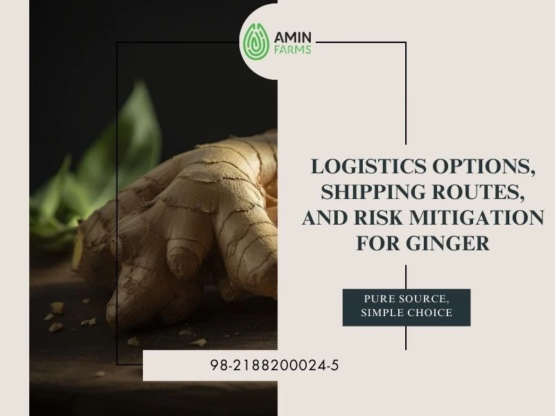 Logistics Options, Shipping Routes, and Risk Mitigation for Ginger