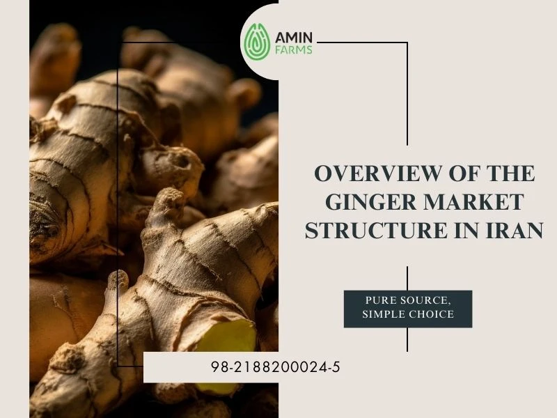 Overview of the Ginger Market Structure in Iran