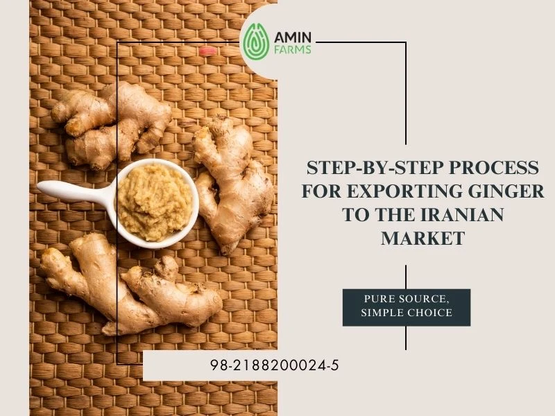 Step-by-Step Process for Exporting Ginger to the Iranian Market