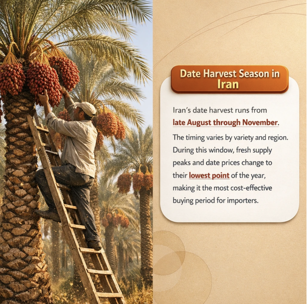 Date Harvest Season in Iran