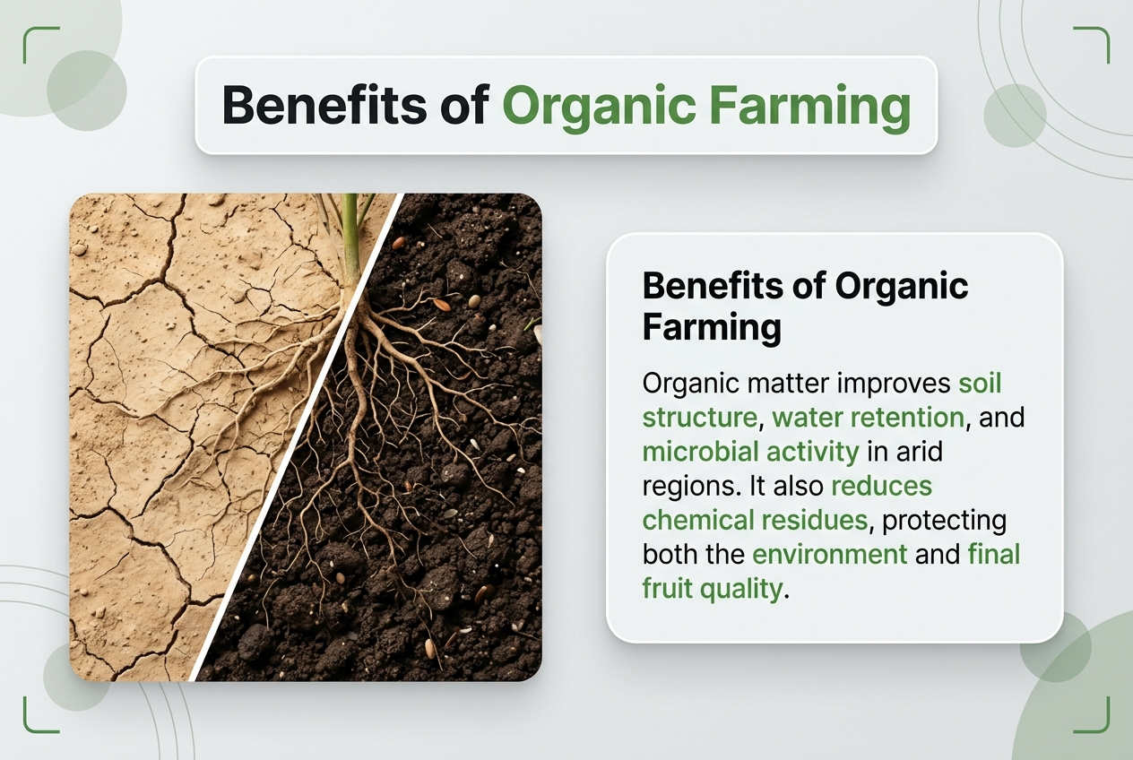  Benefits of Organic Farming for Date Cultivation